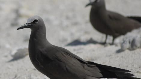 Common Noddy (Anous stolidus), Cocos Island