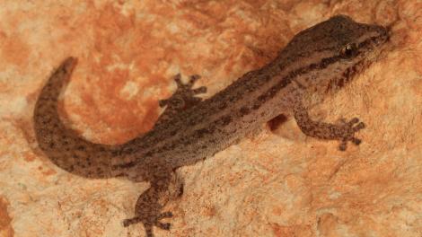 Cape Range Clawless Gecko (Crenadactylus tuberculatus)