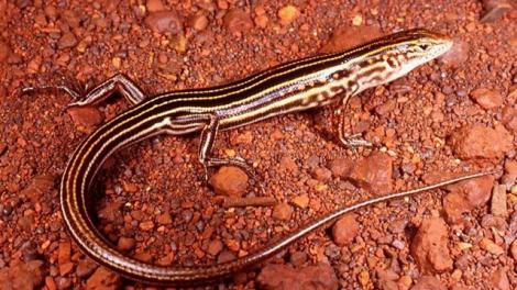 Western Pilbara Lined Skink (Ctenotus pallasotus)