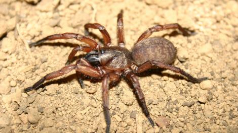 A large spider crawling over the dirt