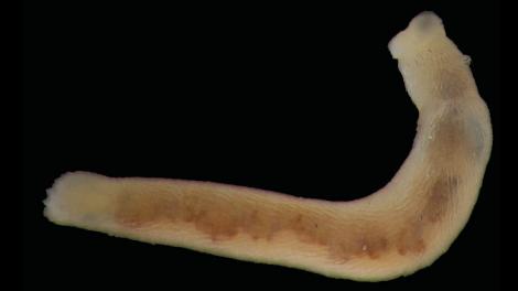 An unusual worm-like mollusc