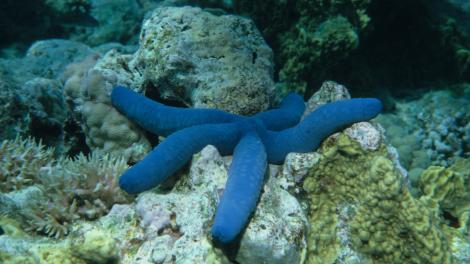 A large blue sea-star on the sea floor