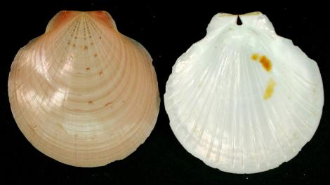 Two halves of a mollusc shell