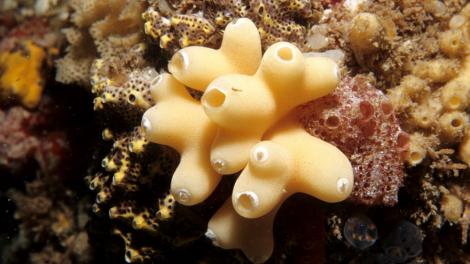 A yellow sponge with many tubes