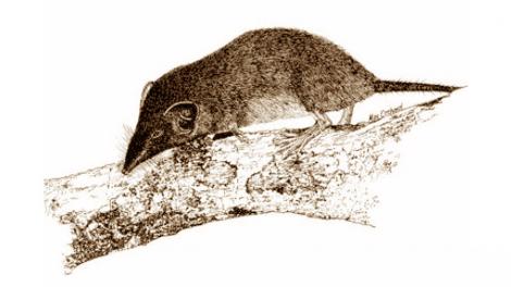 Illustration of a Christmas Island Shrew perched on a branch