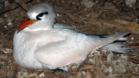 A large white bird roosting on its nest