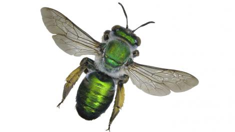 A large green bee on a plain white background