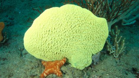 A large yellow sponge on the sea floor