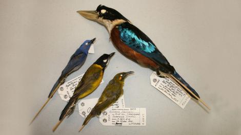 A series of preserved bird specimens collected from Indonesia