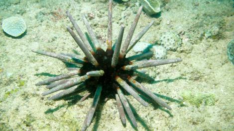 A spiky urchin-like creature on the sea floor