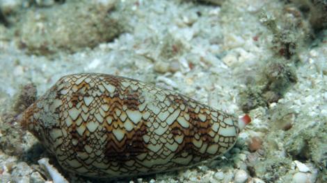 A cone shell on a sandy sea floor