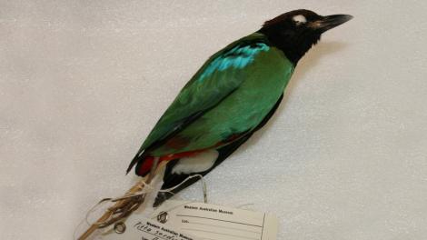 A colourful mounted bird specimen