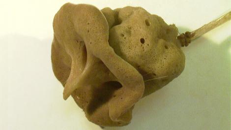 A preserved, bell-like sponge