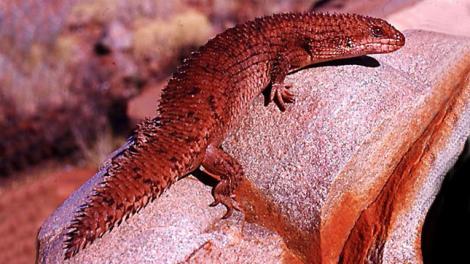 A red skink resting on a large stone