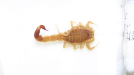 A small scorpion preserved in a specimen vial