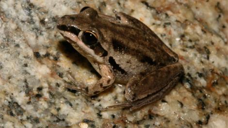 A small frog resting on some pebbles