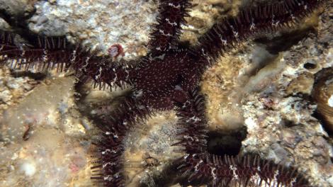A large brown brittlestar with long arms