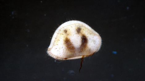 A tiny, translucent shelled animal