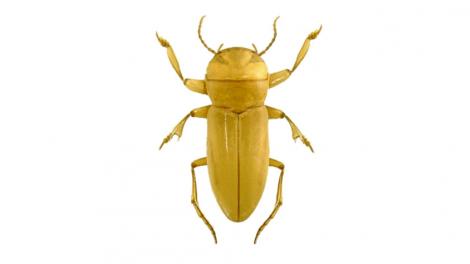 A starkly coloured yellow beetle