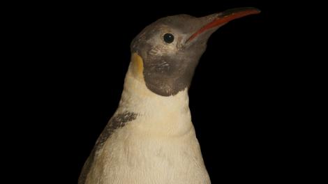 The face of a famous penguin collected by explorer Mawson