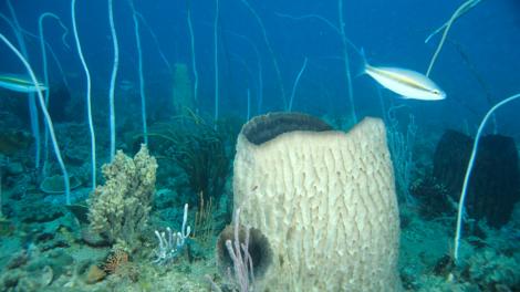 A reef scene with a large circular sponge