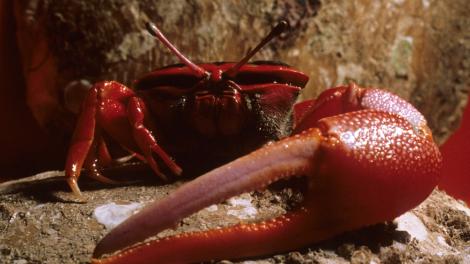 A large red crab with one extra large claw