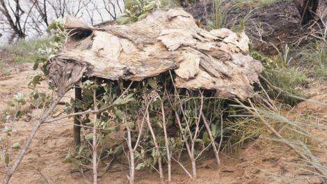 A hut made of bark and sticks to shelter from the rain