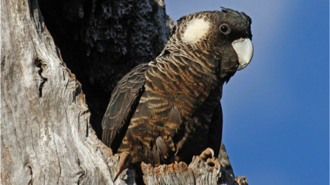 Female Carnaby’s Cockatoo at nest hollow