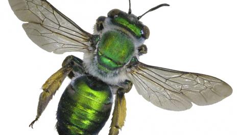 A bright green bee specimen