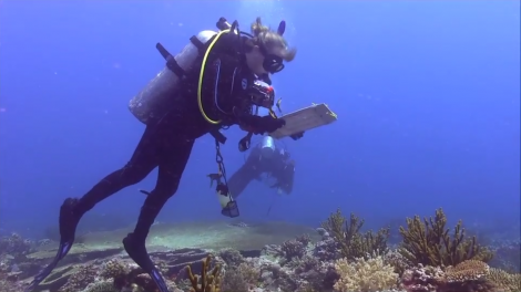 Diver examining Kimberley reef as part of the Woodside Collection Project