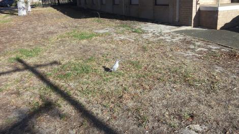 Image of the leucistic magpie on Museum grounds