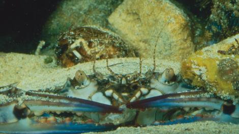A Blue Swimmer Crab underwater