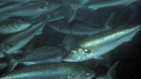 A school of fish swimming