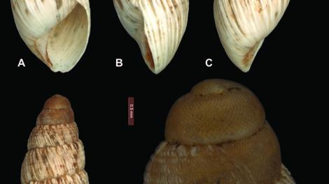 "Bothriembryon (B.) sophiarum sp. n. A–D holotype WAM S66478 (H = 14.4 mm) E Protoconch and early teleoconch sculpture; scale line 0.5 mm."