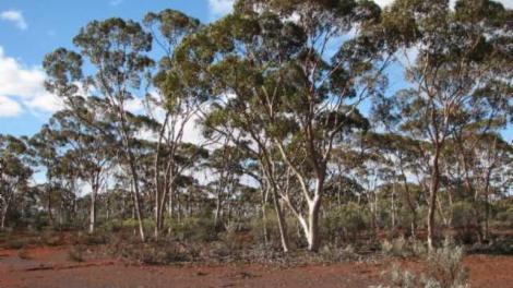 Photographer Ric How, Western Australian Museum 