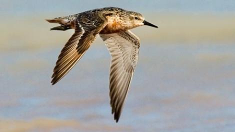 Colourful bird in flight