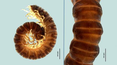 Scientific descriptive photo of a novel millipede species