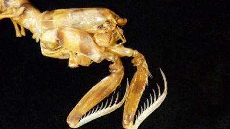 A mantis shrimp specimen
