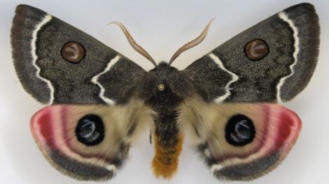 A Dryandra moth with it's wings open