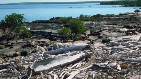 Dugout canoe on a beach