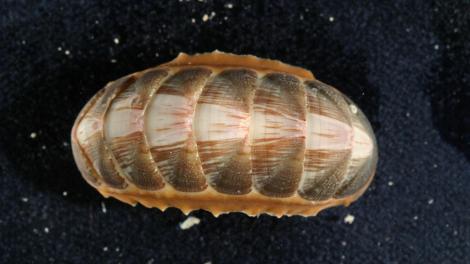 A chiton’s shell consists of eight separate plates that overlap to form a shell