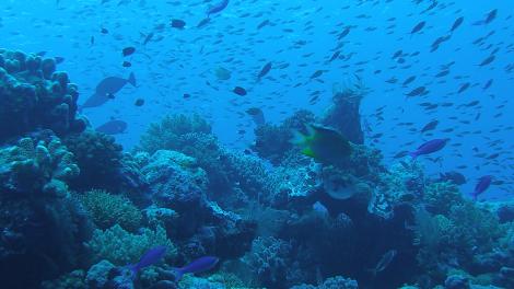 Stunning coral reef habitat during fauna surveys at Scott Reef, Northwestern Aus