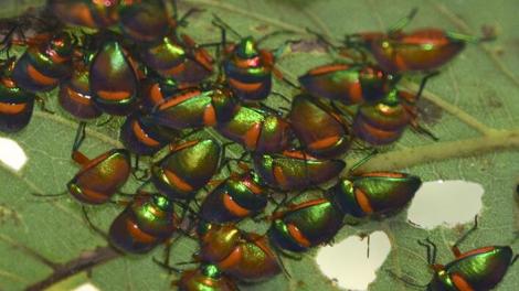 A collection of colourful bugs on a leaf