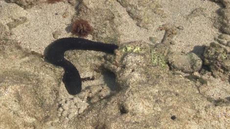 A sea cucumber on the sea shore