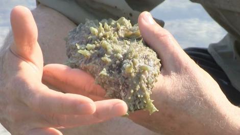 A scientists handling a sea slug