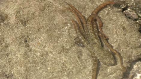 An Octopus swimming in shallow water