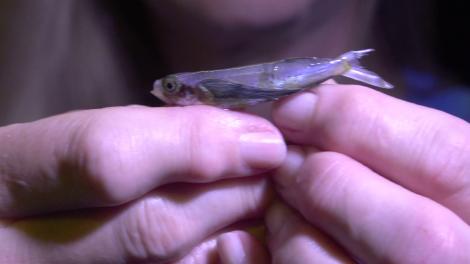 A small fish held in a scientists hands