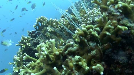 A colour coral reef scene