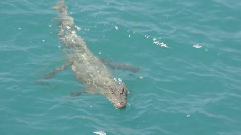 A crocodile swimming