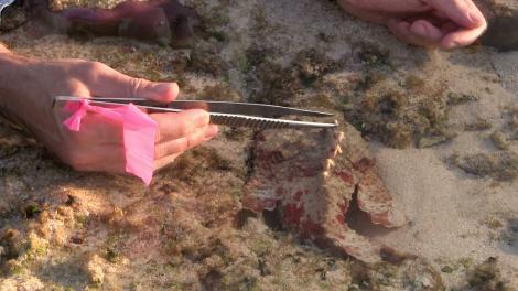 Glenn Moore closely examining a reef